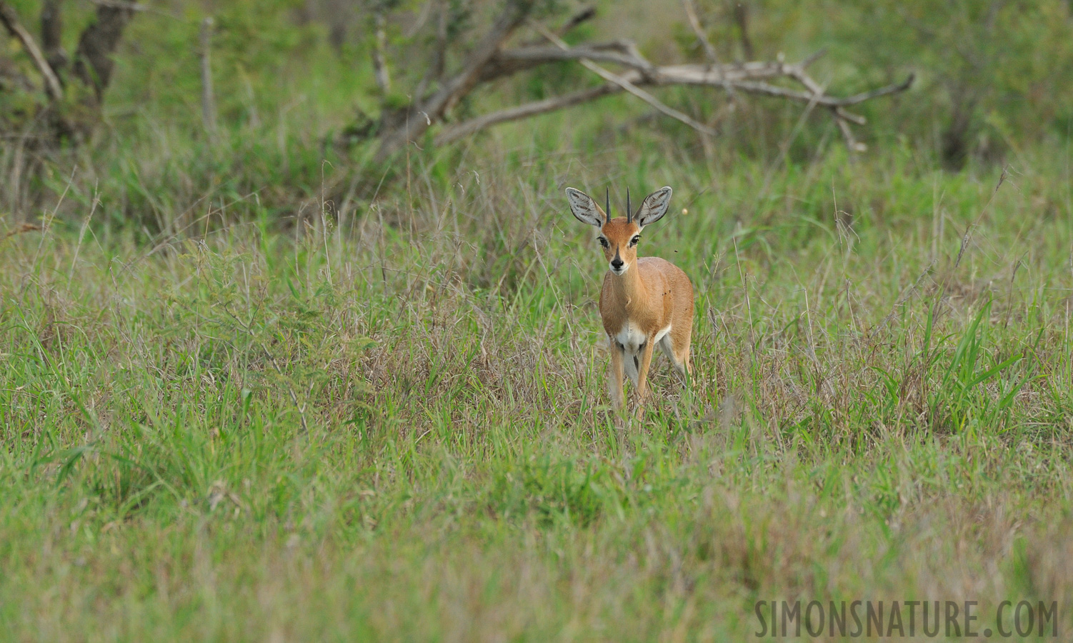 Raphicerus campestris campestris [550 mm, 1/800 sec at f / 8.0, ISO 1600]